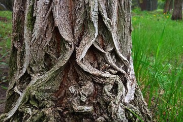 a bark of one of the trees in a park