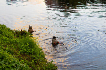 Mallard Duck Anas platyrhynchos swimming 