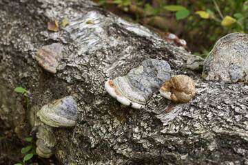 Fomes fomentarius , tinder fungus on tree trunk closeup