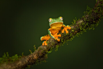 Cruziohyla calcarifer, the splendid leaf frog or splendid treefrog, is a tree frog of the family Phyllomedusidae described in 1902 by George Albert Boulenger.