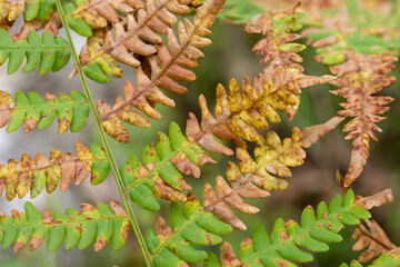 green and orange autumn eagle fern leaves closeup selective focus