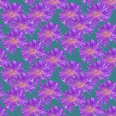 Aster. Illustration, texture of flowers. Seamless pattern for continuous replication. Floral background, photo collage for textile, cotton fabric. For use in wallpaper, covers.