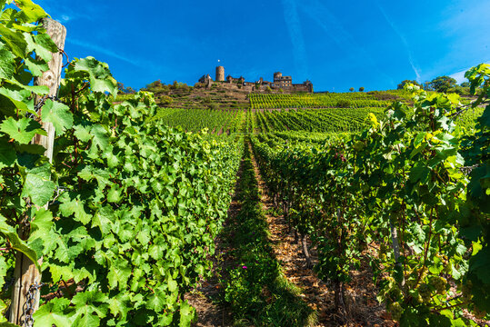 Burg Thurant in Alken an der Mosel
