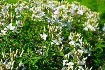 White cleome spider flowers in bloom
