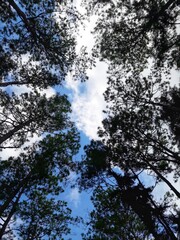 trees and sky