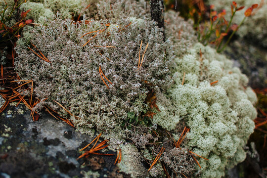 Closeup of lichen and moss