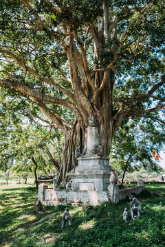 Hanuman Langur monkeys