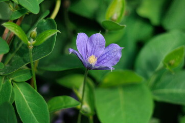 Blue clematis in the garden on a summer morning. Moscow region. Russia.