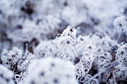 frozen blossoms