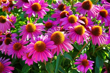Foto op Canvas Purple and yellow echinacea cone flowers © eqroy