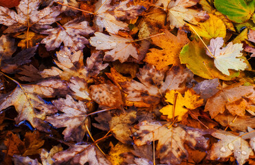 Bright autumn maple leaves lying on the surface of the water.