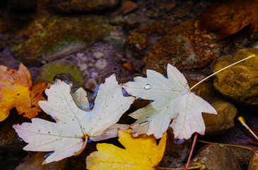 Yellow maple leaves on the surface of a mountain stream.