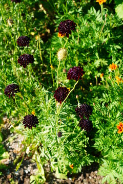 Dark purple scabiosa pincushion flower