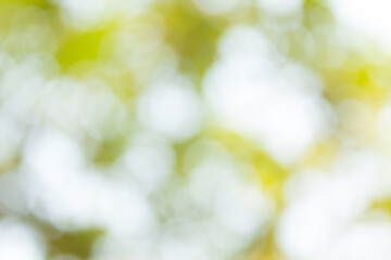 green bokeh background