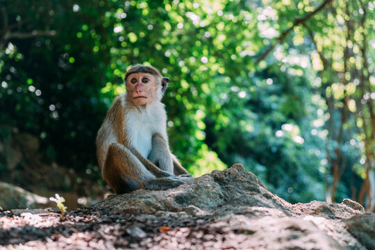 Little monkey sitting in the forest