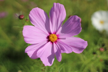 pink cosmos flower