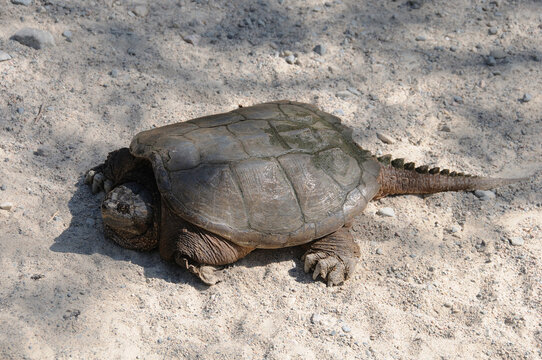 Turtle Snapping turtle photo. Snapping turtle close-up profile view displaying its turtle shell, head, eye, nose, paws, with sand background in its environment and habitat. Picture.  Portrait.  Image.
