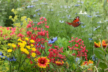 Schmetterling 688