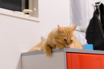 Fototapeta premium タンスの上でくつろぐ猫（マンチカン）