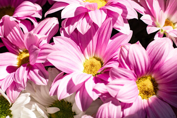 A bouquet of chrysanthemums in the sun. Pink and white chrysanthemums close up