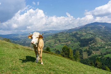 Fototapeta na wymiar Cow on the mountain top