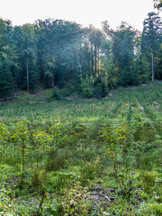 Wiederaufforstung im Mischwald