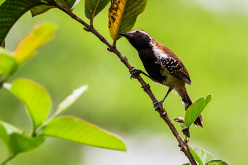 bird on a branch