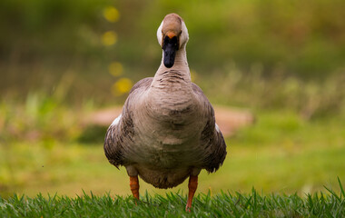 goose in the grass