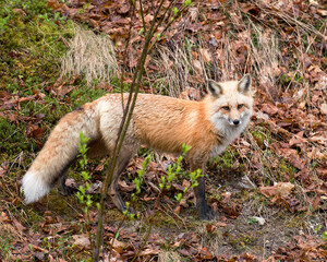 Red fox photo stock. Red Fox in the forest looking at the camera in its habitat and environment displaying  fur, head, eyes, ears, nose, paws, bushy tail. Image. Photo. Pictire.