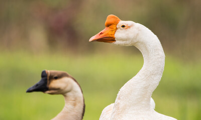 portrait of a white chinese goose