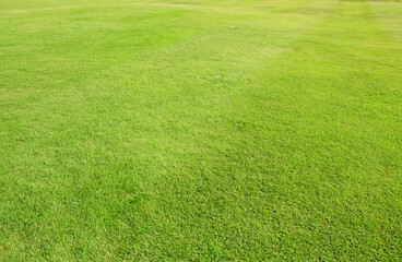 green grass field