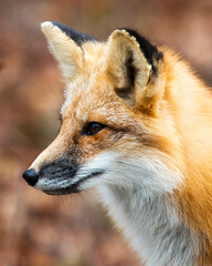 Fototapeta premium Red Fox stock photos. Red Fox head close-up profile view with a blur background looking to the left side in its environment and habitat. Portrait. Image. Picture.