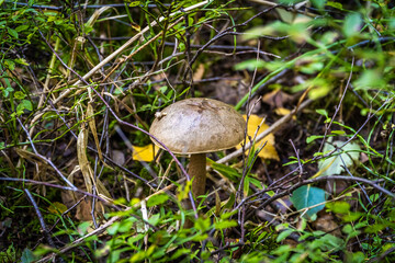 Edible boletus mushrooms are found in large numbers in early autumn in the forests and the Leningrad region.