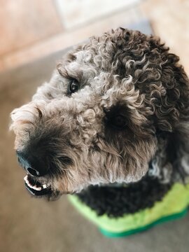 Cute Dog