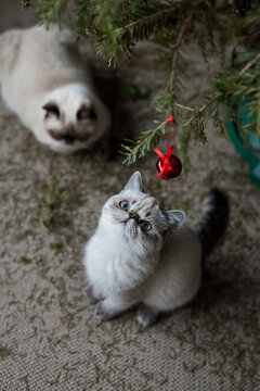 Christmas is Over: Tree Takedown. Kitten stares at last ornament