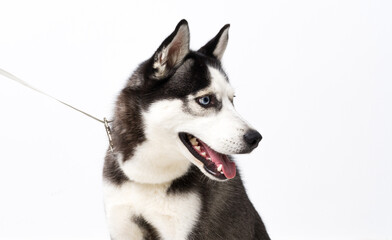 Young husky dog over white background