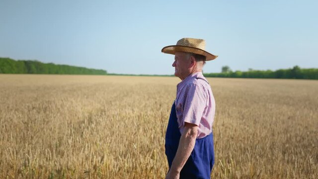 harvest season, elderly happy male farmer in straw hat walks along path background of wheat field, agriculture