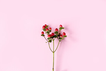 Hypericum perforatum, Red St. John's wort on a pink background, banner, postcard, advertising, homeopathy concept, alternative medicine, red fruit on a branch, background, design, copy space