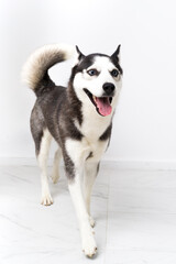 Young husky dog over white background