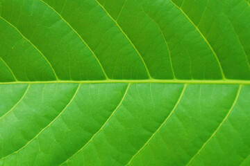 Natural green background - leaf of a tropical plant.