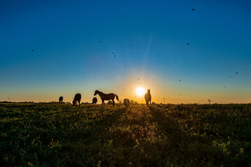 Fototapeta na wymiar Horses in Silhouette at Sunrise in Rural Farm Field