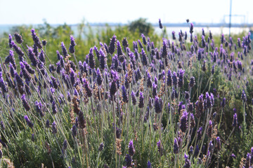 Lavanda en primavera