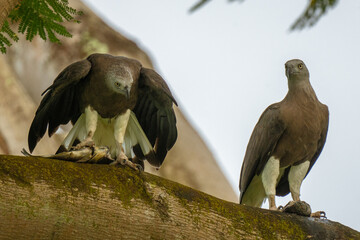 A pair of Grey-headed fish eagle