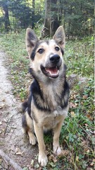 german shepherd dog