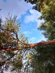 pine tree branches