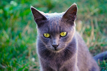 A stray gray cat in the backyard