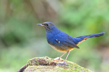 Bright blue bird with yellow marking on its wings perching on green rock, white-bellied redstart