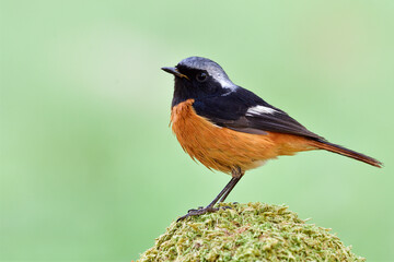 Daurian Redstart, beautiful orange belly with silver head and black face bird perching on green moss pole