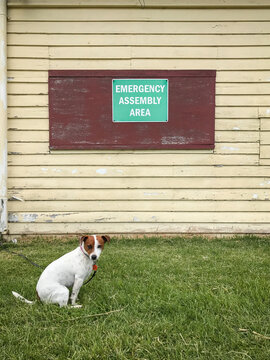 Jack Russell Dog sitting under assembly point