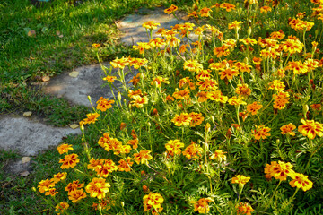 Bright autumn orange flowers grow along the stone path